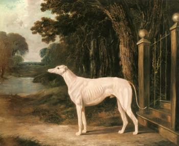 John Frederick Jr Herring : Vandeau, A White Greyhound